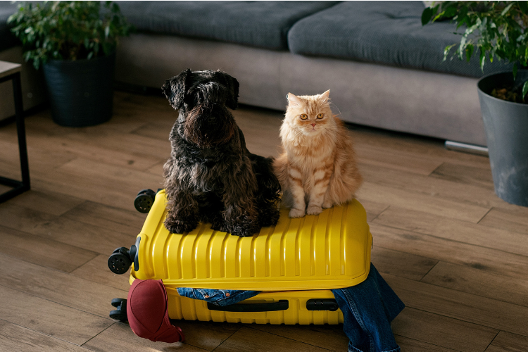 A cat and dog sitting on a yellow suitcase Description automatically generated