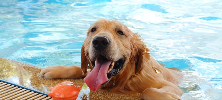 A dog doing hydrotherapy in a pool.