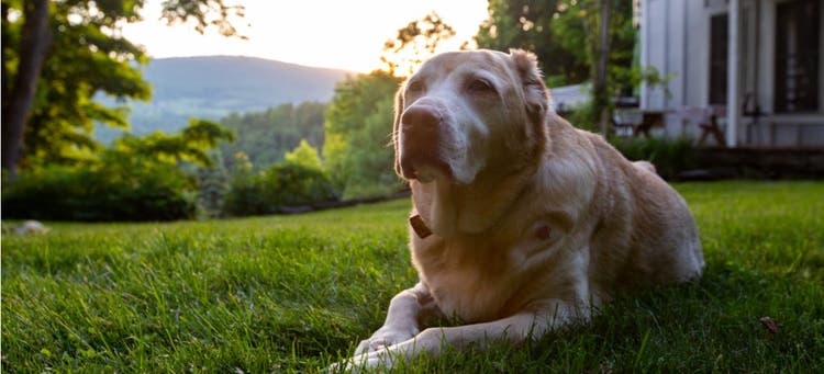 A senior Labrador Retriever sitting on the lawn.