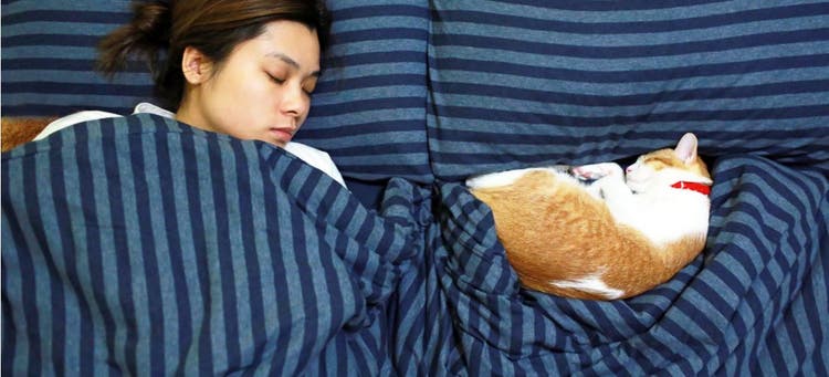 A cat sleeping with their owner, which could lead to the transmission of COVID-19.