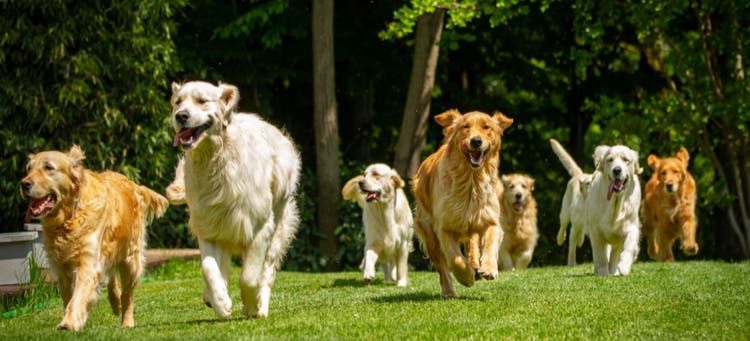 PetMeds: Ahead of the Pack in Pet Health and Safety