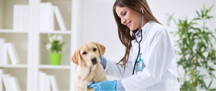 A veterinarian checks a dog's heart rate.