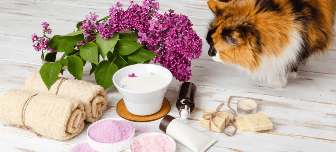 Is Perfume Dangerous for Pets? PetPlace