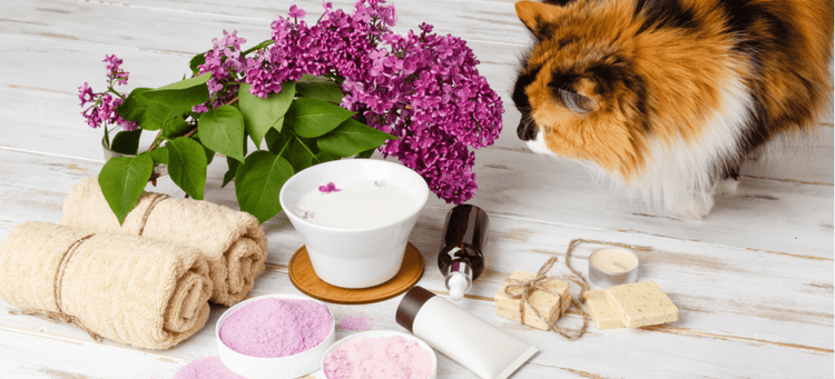 Perfumes, oils, and fragrances can be harmful to pets.