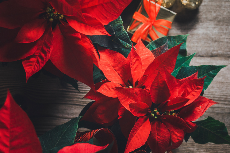 A red poinsettia flowers and a gift box Description automatically generated