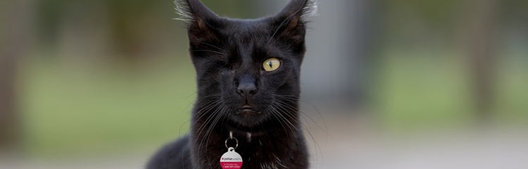 A black cat with a red and white collar AI-generated content may be incorrect.