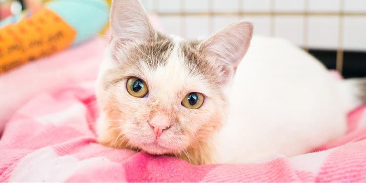 Cerebellar hypoplasia is not treatable, but home care can help your cat or dog lead a normal life.