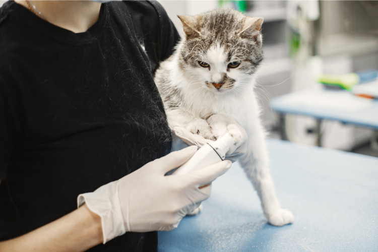 A person holding a cat Description automatically generated