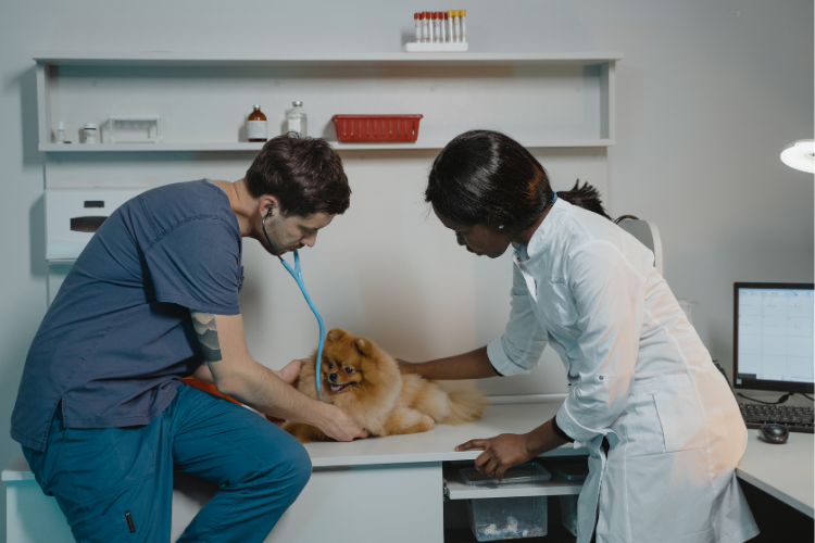 A person and person examining a dog Description automatically generated