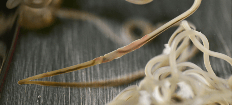 An adult heartworm removed from a dog.