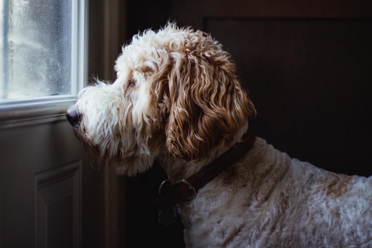 Golden doodle waiting for its owners as it looks out the window