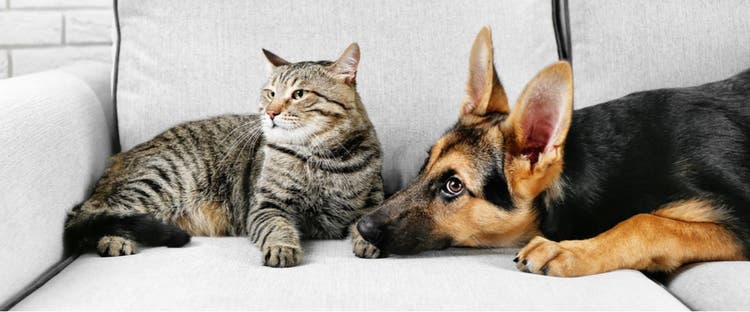 Animals with hemophilia are unable to stop bleeding when injured.