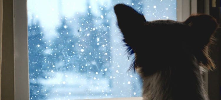 Indoor activities for pets during bad weather.