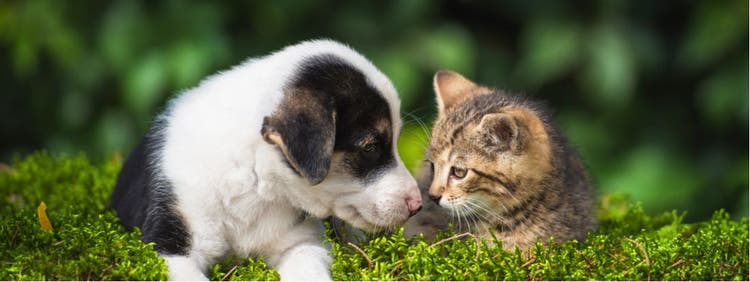 A dog and cat snuggle in the grass.