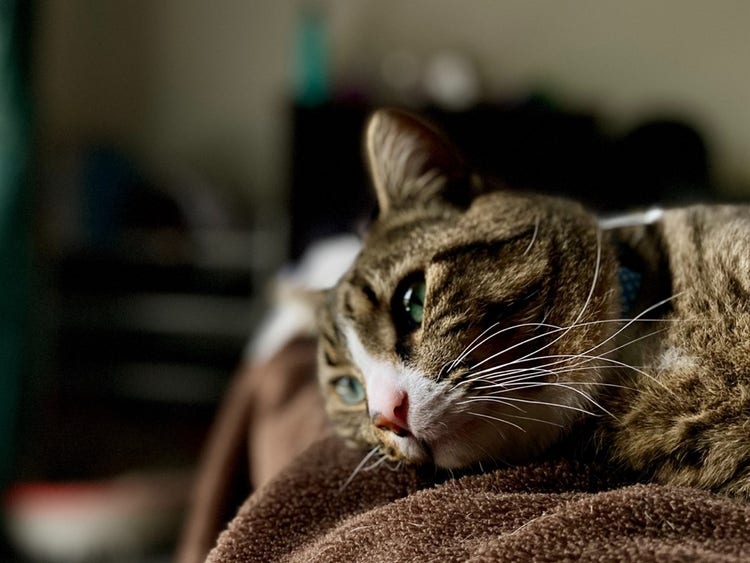 sad tabby cat on its side looking out the window