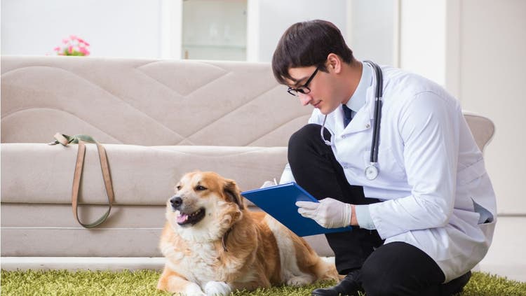 Vet examining Golden Retriever at home.