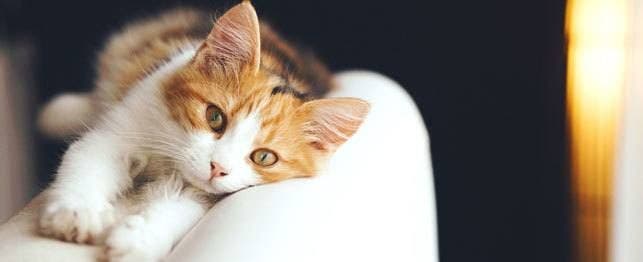 cat laying down