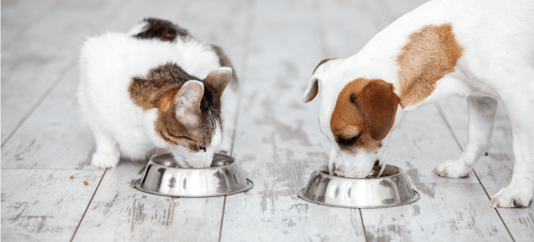 Protect your pets from these recalled foods.