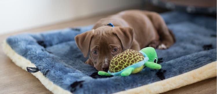 A puppy resting with its turtle toy.