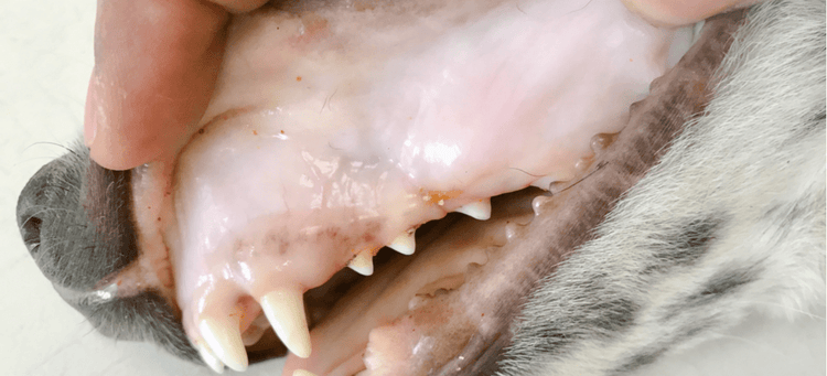 A dog with pale gums.