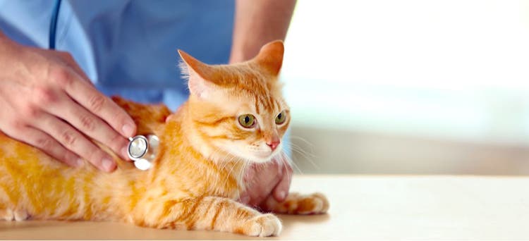 Pets with pectus excavatum typically suffer from breathing difficulties.
