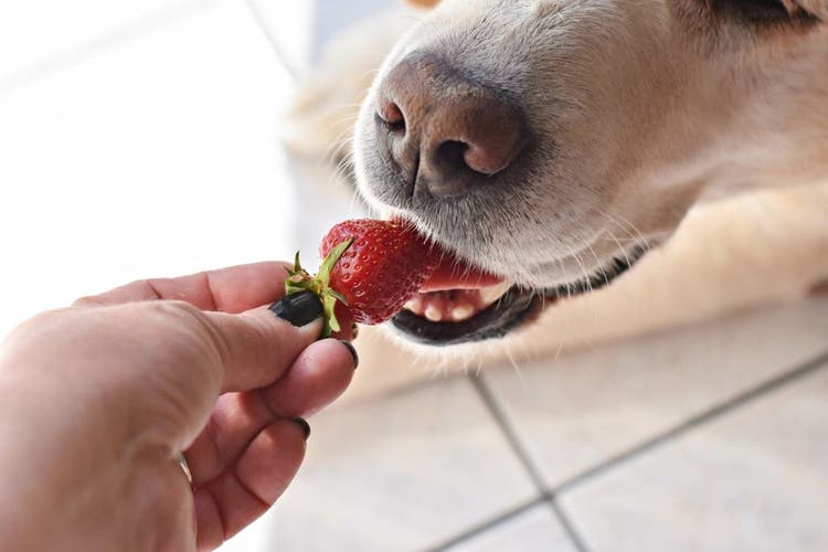 Your pet can enjoy a picnic with these safe human foods.