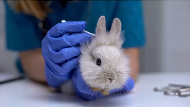 A vet inspects a rabbit's ears.