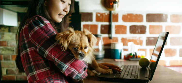 A dog and his pet parent browse the internet for pet insurance.