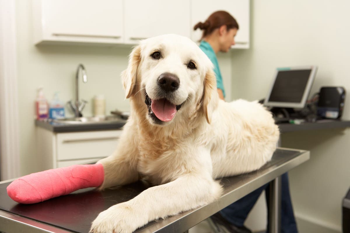 Vet costs for litter of sales puppies