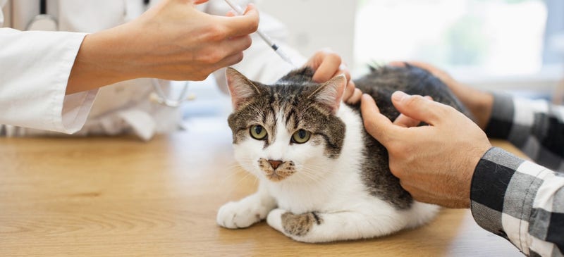 Cat Insurance NJ: Protect Your Feline Friend Today