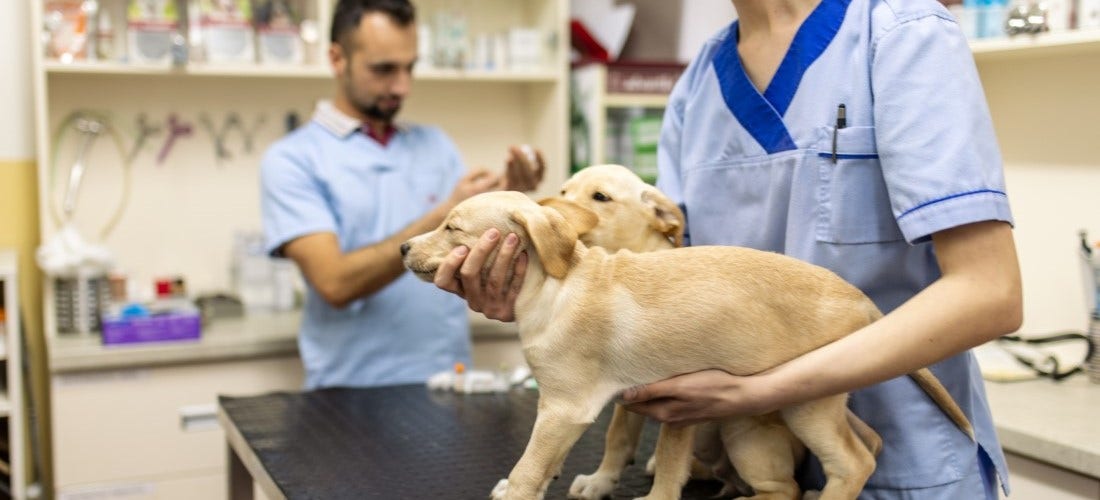 Insurance Coverage for Sick Pets