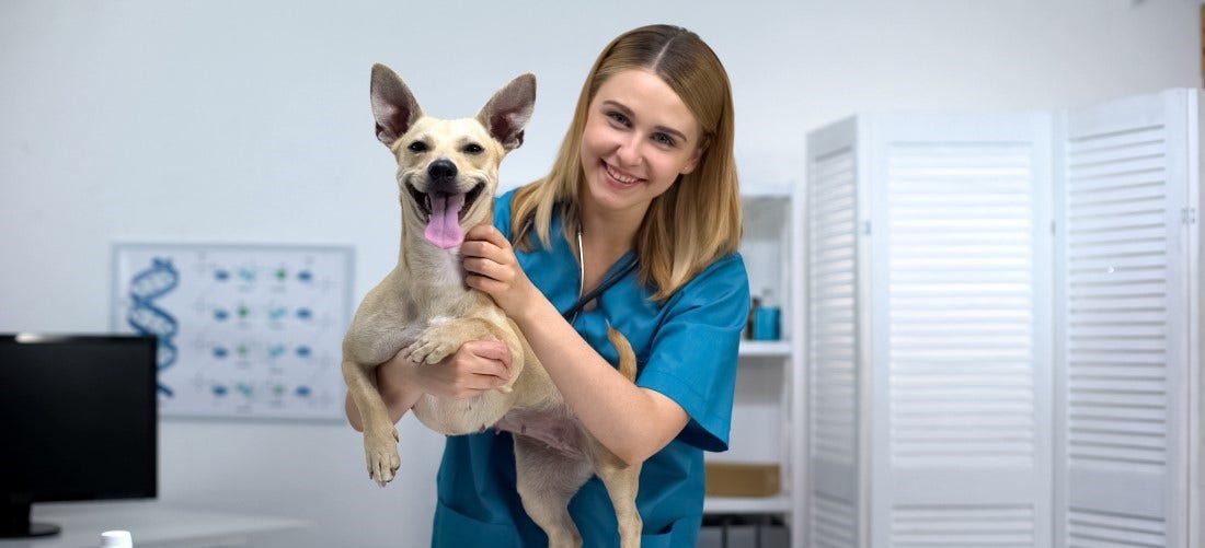 Common Pet Insurance Myths