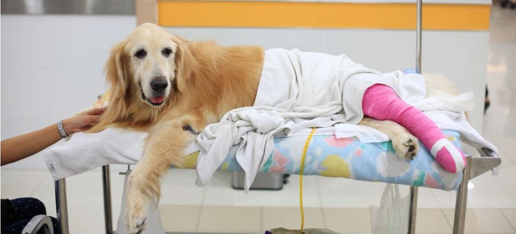 A Golden Retriever after receiving veterinary surgery.