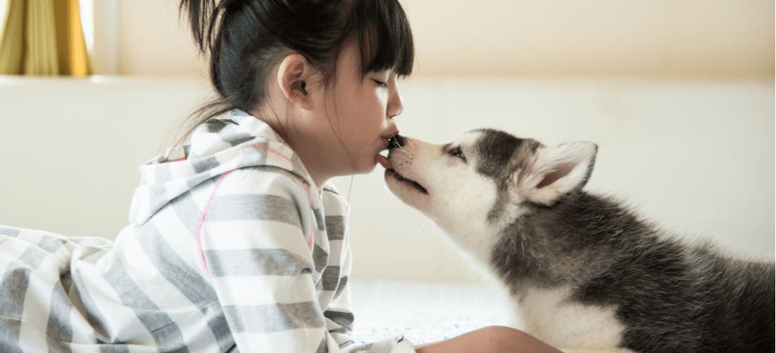 Compare and Contrast Pet Insurance Providers