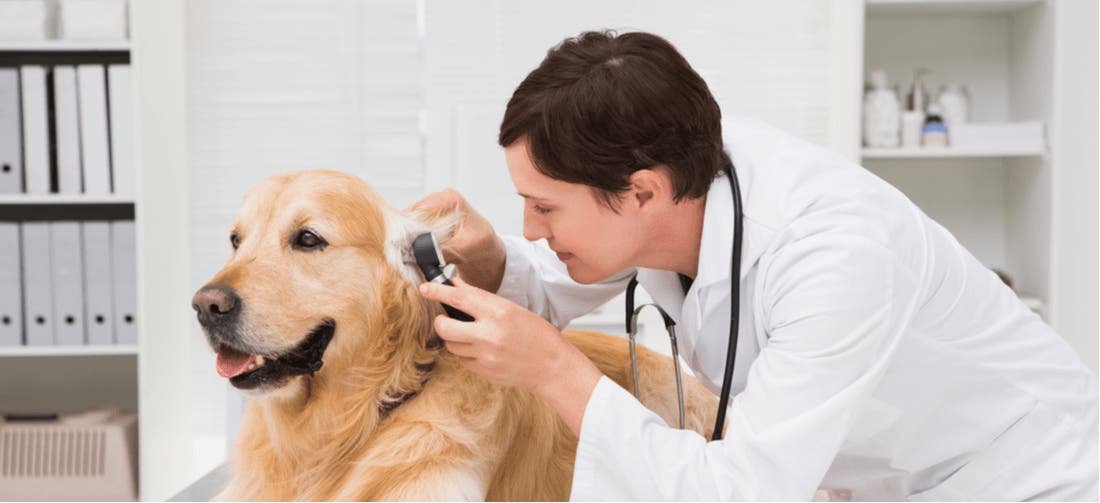 It’s the Perfect Time to Buy Pet Insurance