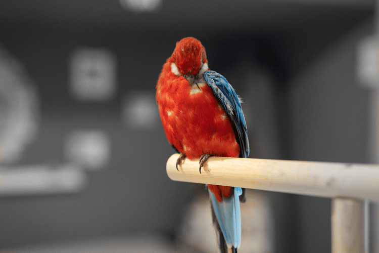 A red and blue bird pecks at their own feathers.