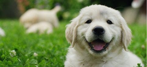 A Golden Retriever puppy is taken outside for potty training.