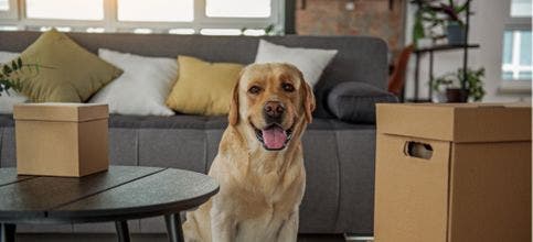 A Golden Retriever gets ready to move with their family.