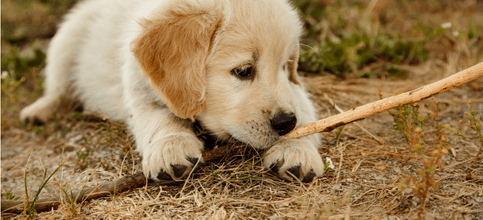 A Golden Retriever puppy playing with a stick.