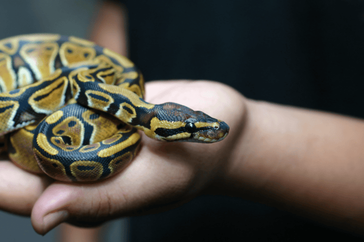 A snake owner holds their pet in their cupped hands.