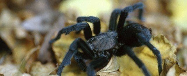 A black tarantula walks along some leaves.