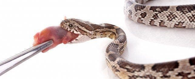 feeding your snake