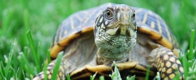 Do Tortoises Have Tails? – Greedy Tortoise