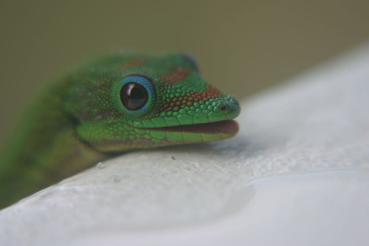 What is the name of the Geico Gecko?
