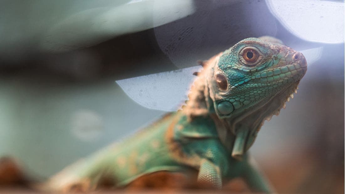 When Your Reptile Is Sick