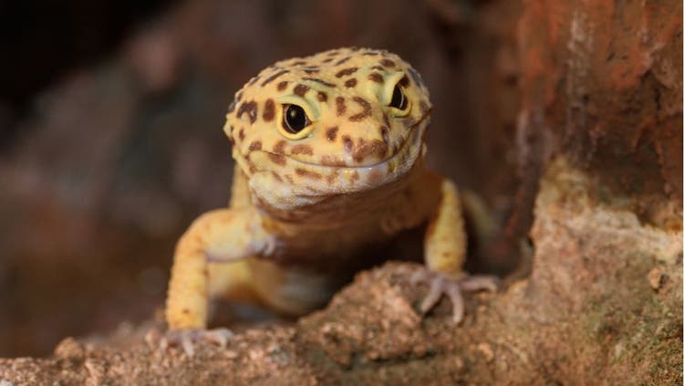 Leopard Gecko Care