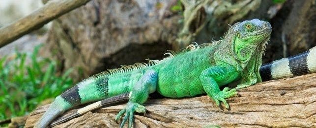 best foods to feed your iguana