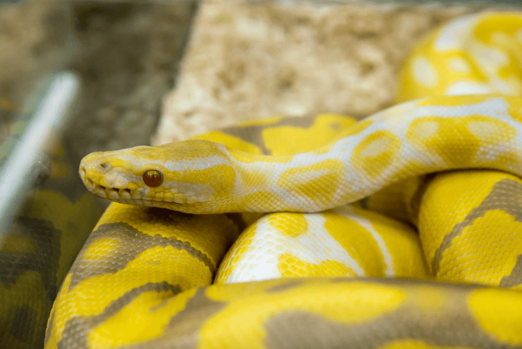 A pale yellow-and-brown snake with red eyes.