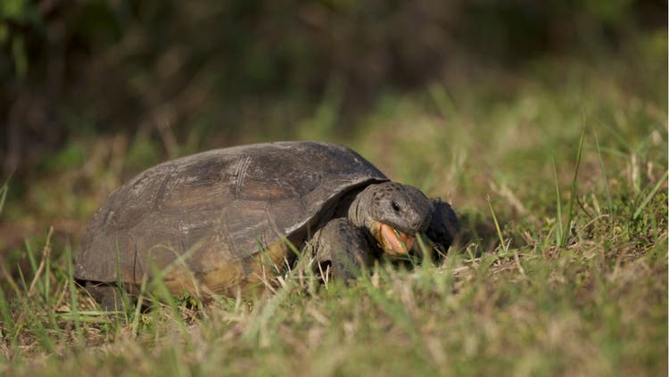 Housing Your Turtle and Tortoise