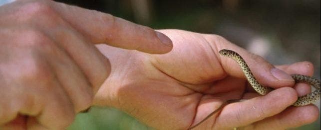 How to Handle a Snake
